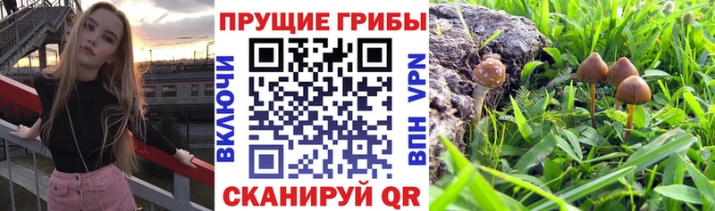 Купить где Светлогорск Псилоцибиновые грибы мицелий